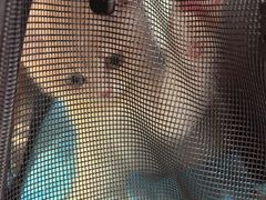 -安安宠医宠物医院·异宠·犬猫内科(岳阳分院)