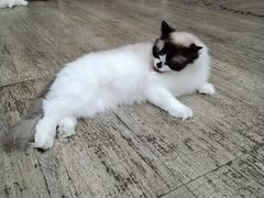 -猫咪咖啡·猫咖(万达广场店)