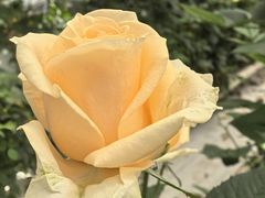 -上海鲜花港