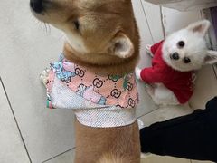 -怪兽屋·羊驼·猫咖·狗咖(俊华广场店)