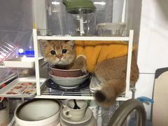 -东方名猫馆·英短金渐层布偶猫舍(环线广场1号楼店)