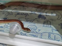 -立德动物医院·异宠·CT·鹦鹉(天河店)