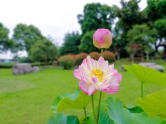 -荷塘月色湿地公园·向阳花洲