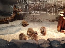 -Zoolung Zoolung动物主题公园(海信广场店)