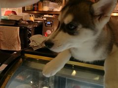 -more than meow吴止猫主题餐厅(承德 中船汇店)