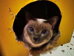 -滚猫咖啡·猫咖·猫友好撸猫(未来城店)