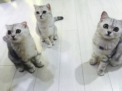 -喵的天空名猫咖啡馆·撸猫·猫舍·用品