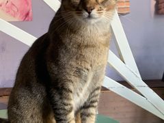 -喵屿·大理花园猫咖