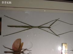 -上海昆虫博物馆