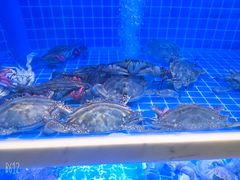 -悦海·家宴·冰花皮皮虾大锅贴(宝龙店)