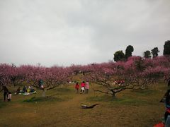 -秀丽东方