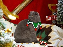 -超宠爱宠物摄影-Super pet