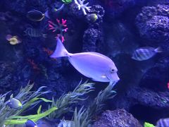 -芜湖新华联大白鲸海洋公园