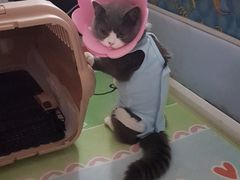 -纳吉亚猫专科动物诊疗中心(蒋宅口分院)