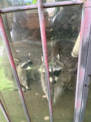 点击看大图 -萌宠亲子动物乐园(槐房万达店)