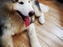 -李小姐の猫咖啡馆(五角场店)