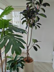 -HEYAN荷妍专业脱毛连锁机构