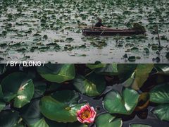 -微山湖红荷湿地景区