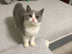 -猫大福·Fortune Cat猫舍(百子湾店)
