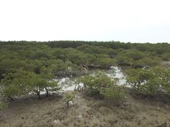 -北海金海湾红树林生态旅游区