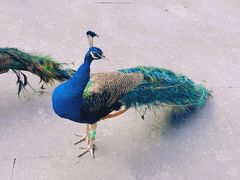 -西双版纳原始森林公园