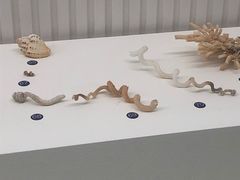 -青岛贝壳博物馆