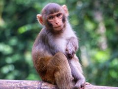 -西双版纳原始森林公园