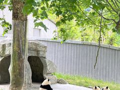 -卧龙中华大熊猫苑神树坪基地
