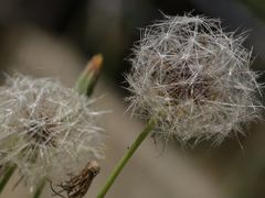 -维乐口腔医院(星海湾分院)