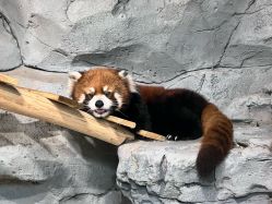 -Zoolung Zoolung动物主题公园(海信广场店)