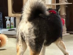 -逗柴咖啡屋·狗咖猫咖宠物桌游