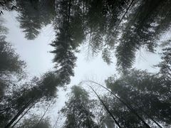 -长沙黑麋峰国家森林公园