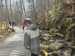 -五营红松林海景区