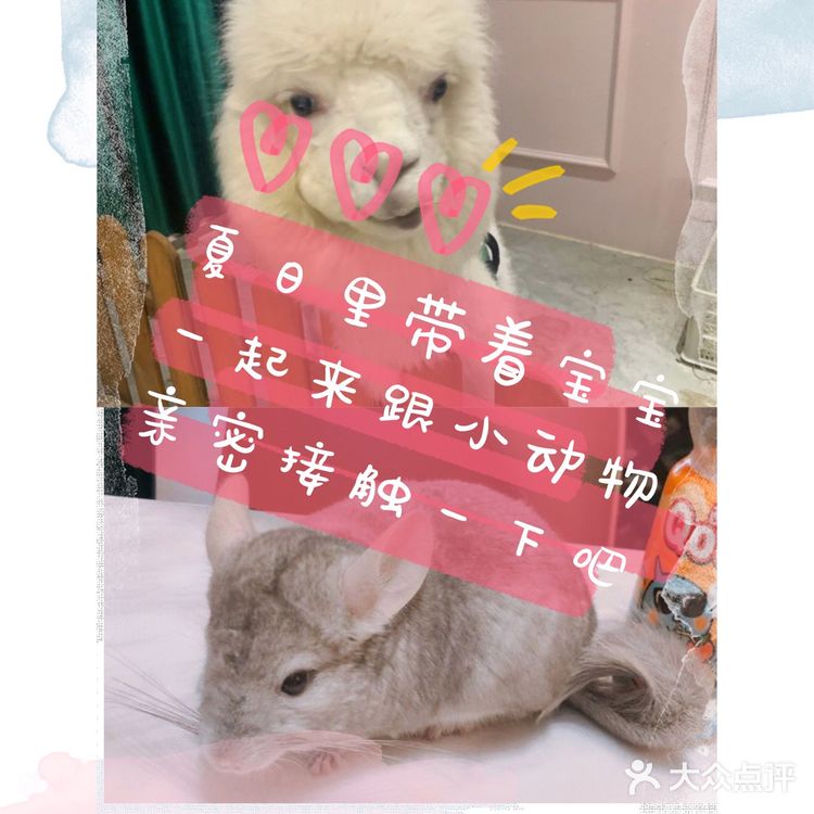夏日里带着宝宝一起来跟小动物亲密接触吧[礼花]