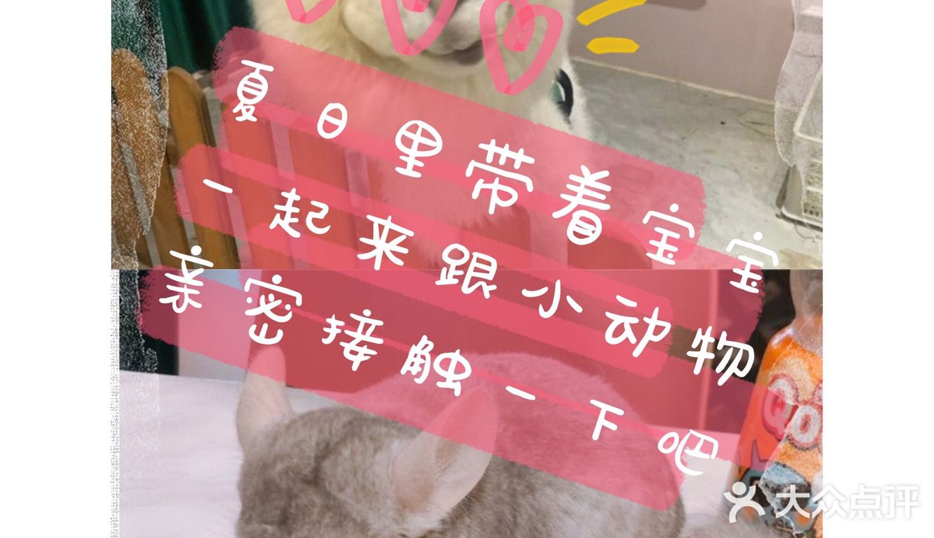 夏日里带着宝宝一起来跟小动物亲密接触吧[礼花]
