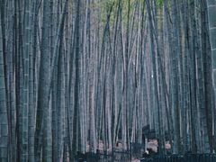 -杭州植物园