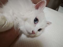 -德元·美联众合24小时动物医院(总院)