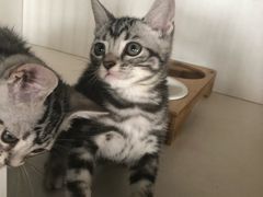 -东方名猫馆·英短金渐层布偶猫舍(环线广场1号楼店)