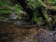 -素山寺森林公园