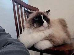 -有猫主题·治愈系猫咖(曾厝垵店)