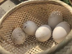 -崇明东平国家森林公园烧烤房车露营地