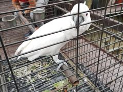 -Local泰莲庭(虹鳟鱼店)