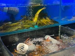 -苏格里岛自助烤肉海鲜火锅(成都金牛万达店)