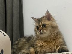 -瑞派康怡24h宠物医院·犬猫医疗中心·微创绝育(瑞景分院)