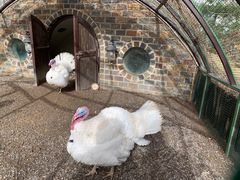 -南宫五洲植物乐园