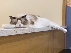 -滚猫咖啡·猫咖·猫友好撸猫(未来城店)