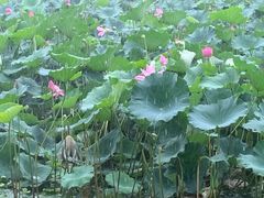 -贡湖湾湿地公园