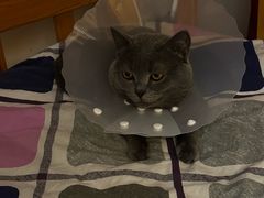 -皮特动物医院(24小时店)