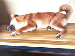 -柴犬高等学院·狗咖·柴犬售卖·宠物训练