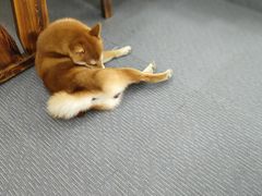 -柴源莊·柴小宠柴犬咖啡